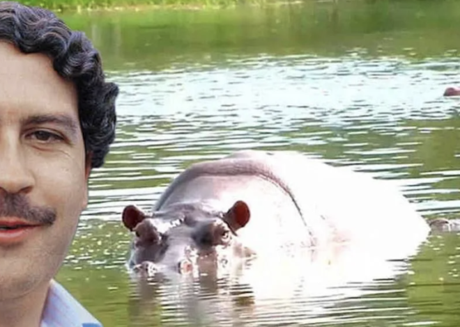 Hipopótamos: ¿control o controversia?